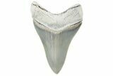 ” Fossil Aurora Megalodon Tooth - Collector Quality #215418-1